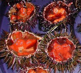 Le corail des oursins